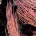 whip_sea_ncg_v_0011_pal0013.jpg